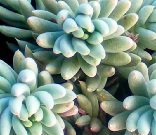 Plantas de Sedum sediforme en cultivo