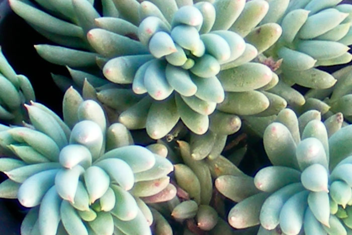 Plantas de Sedum sediforme en cultivo