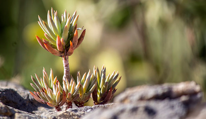 Plantas de Sedum sediforme