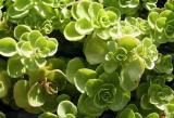 Plantas de sedum spureum