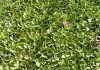 plantas de Sedum telephium