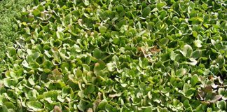 plantas de Sedum telephium