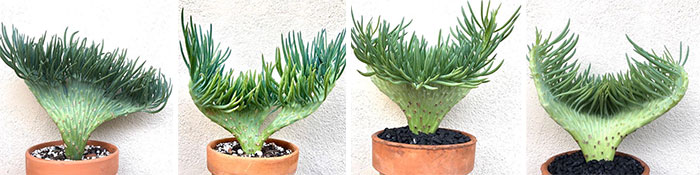 Plantas de Senecio Vitalis