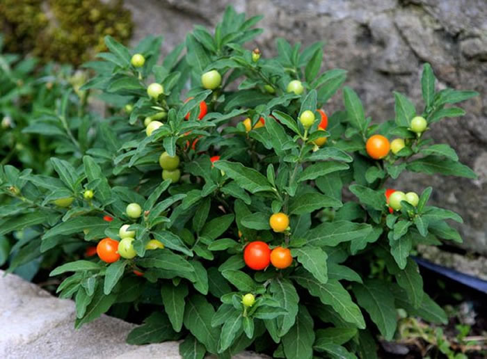 plantas de solanum