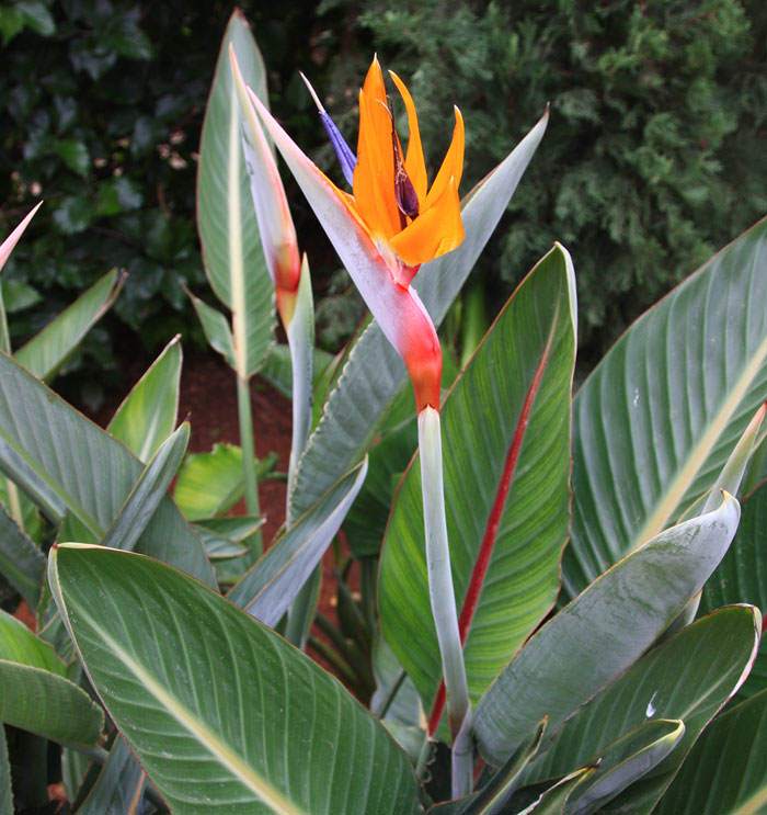 Strelitzia reginae en el jardín