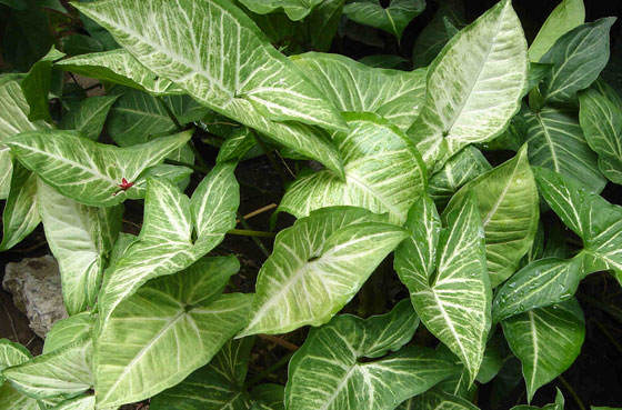 Plantas de Syngonium