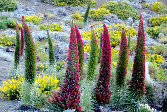 Flores de Echium wildpretii, el Tajinaste rojo