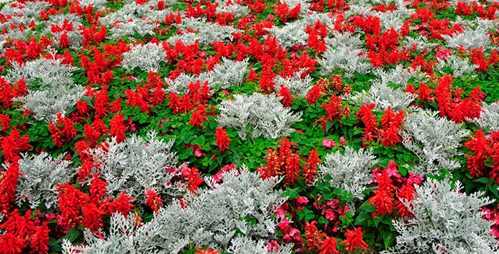 Plantas de temporada en jardín de Bilbao