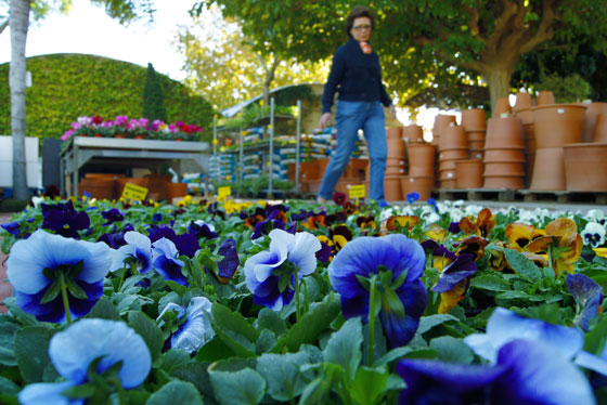 Plantas de temporada en el Garden