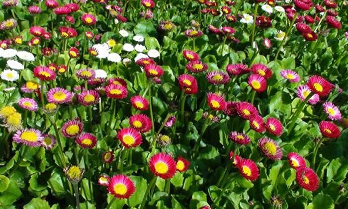 plantas de temporada