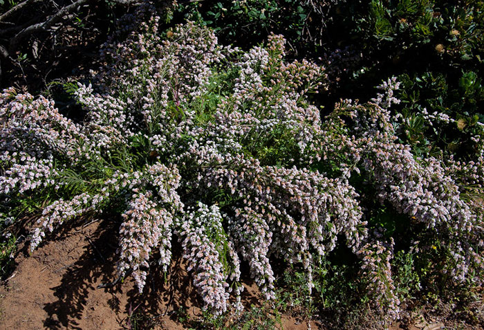 Plantas de Thryptomene saxicola