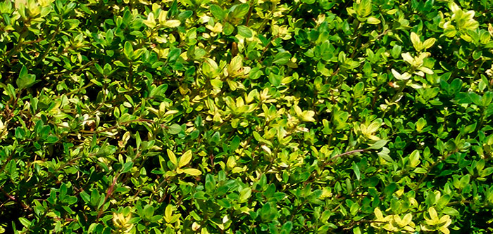 Plantas de Thymus serpyllum