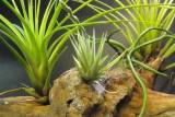 plantas de tillandsias