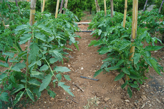 Plantas de tomate en cultivo
