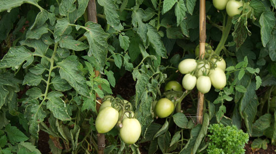 Plantas de tomateras con tomates