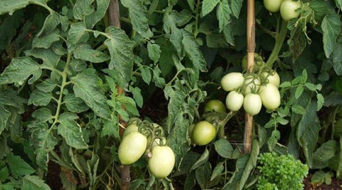 Tomatera