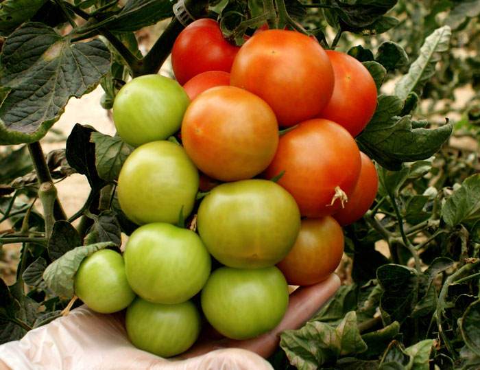 Tomates abonados con Gorfrut