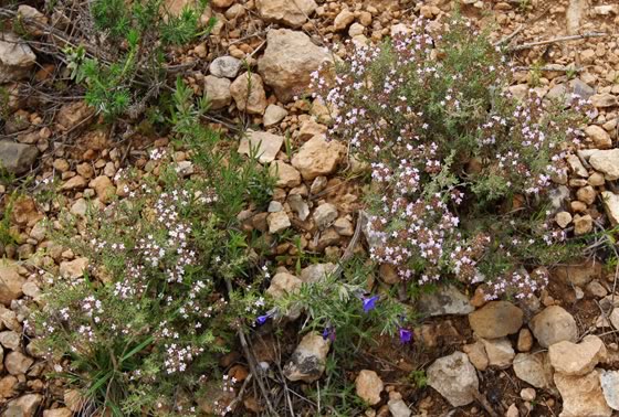 Plantas de Thymus