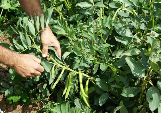 Plantas de Vicia faba, Habas