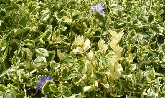 Plantas de Vinca minor en el jardín