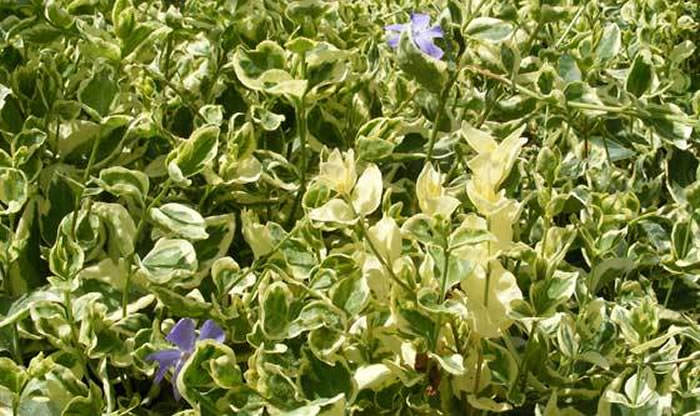 plantas de vinca major variegata