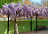 Plantas de Wisteria sinensis en flor
