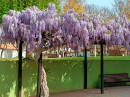 Plantas de Wisteria sinensis en flor