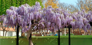 Plantas de Wisteria sinensis en flor