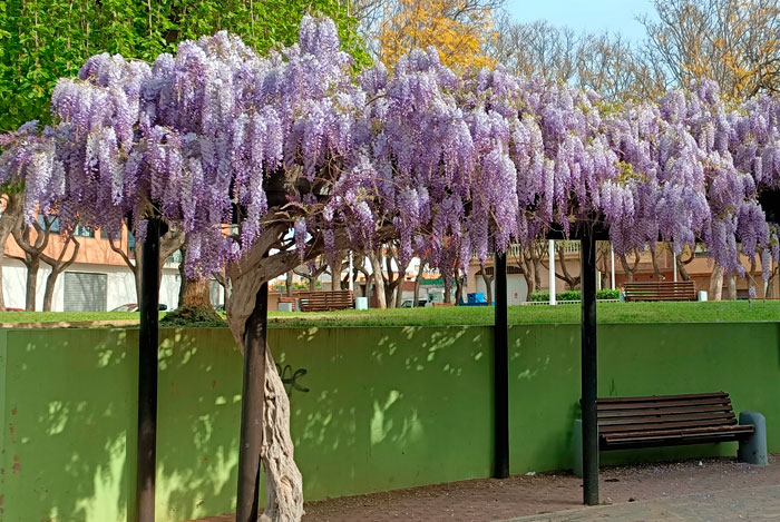 Plantas de Wisteria sinensis en flor