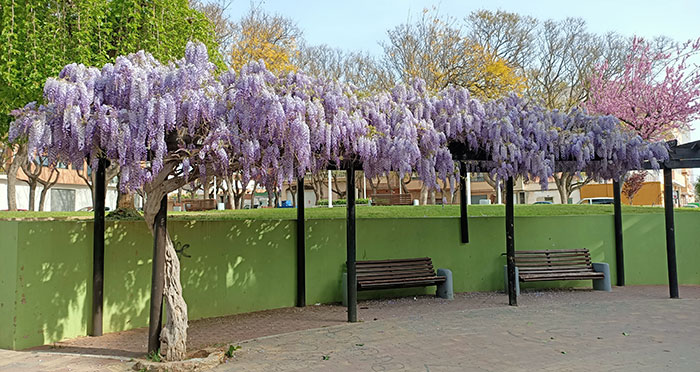 Plantas de Wisteria sinensis