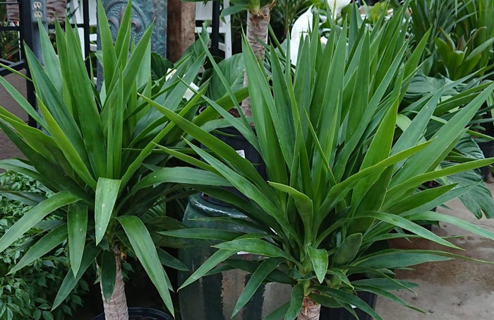 Plantas de Yucca