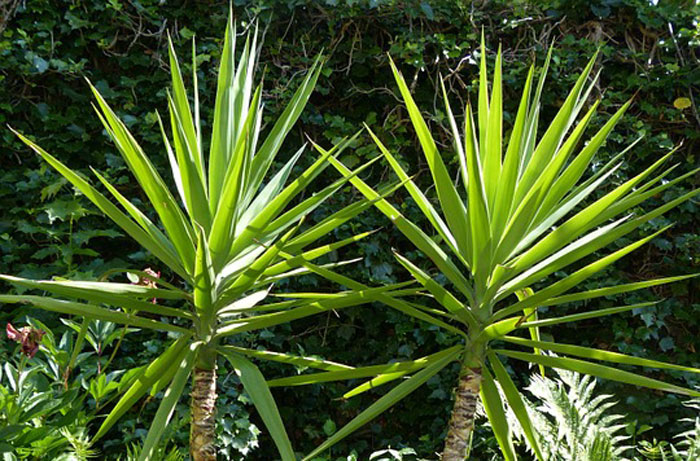 Plantas de Yucca