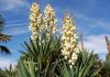 Plantas de Yucca