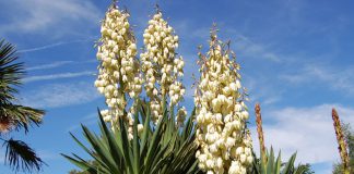 Plantas de Yucca