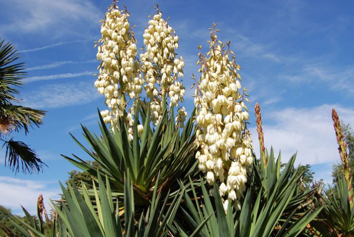 Plantas de Yucca