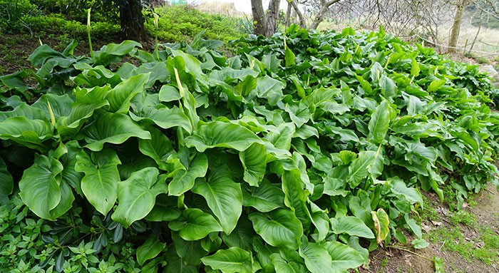 Zantedeschia aethiopica o calla