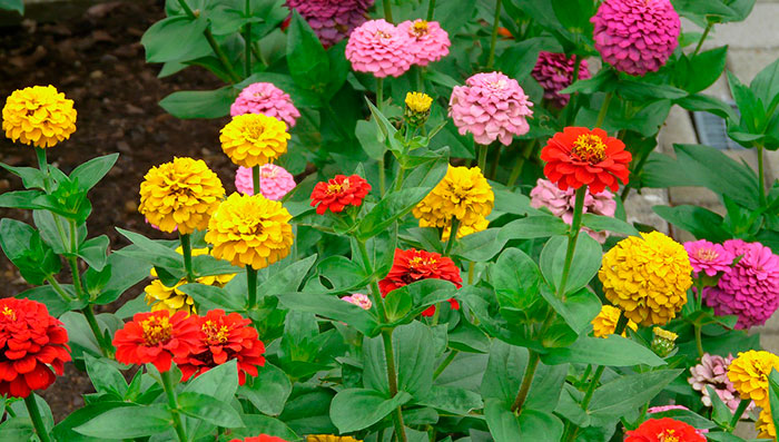 Plantas de Zinnia hybrida