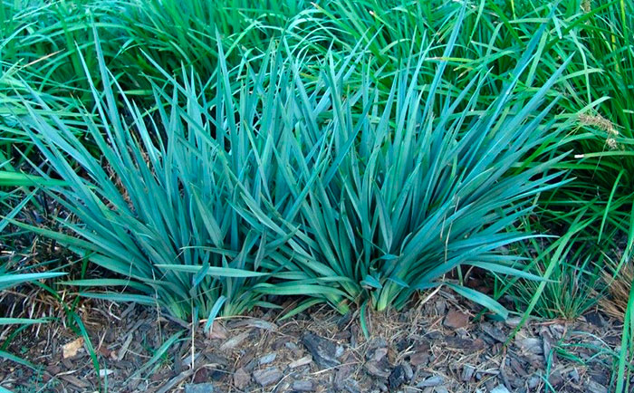 Plantas de Dianella caerulea