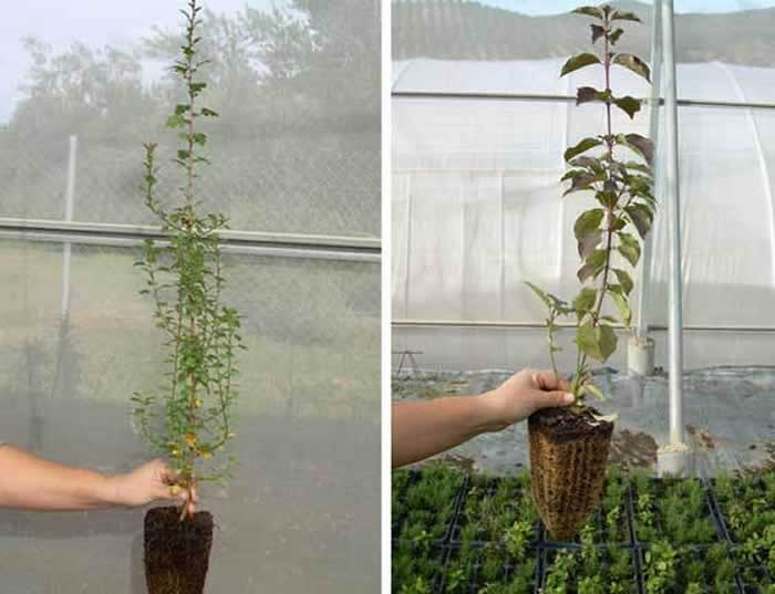 plantas en bandejas forestales