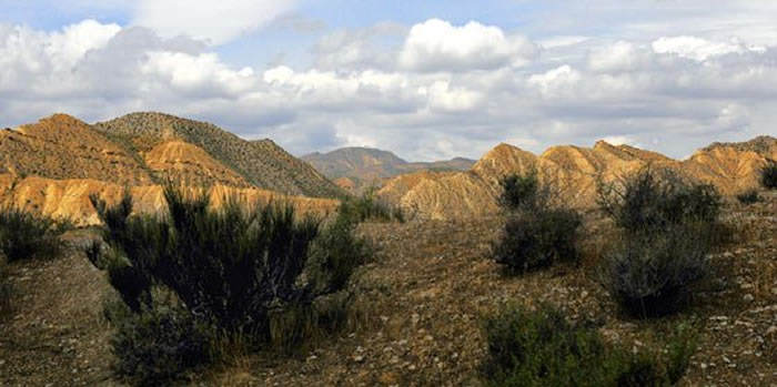 plantas en el desierto