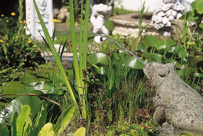 plantas en el estanque