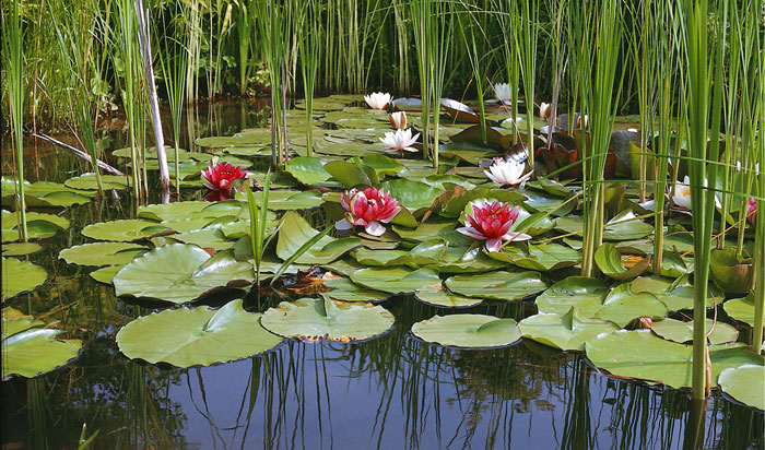 Especies de plantas acuáticas para estanques piscina