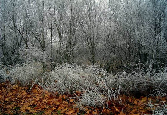 Dicen que no hablan las plantas