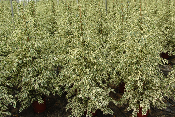 Plantas de Ficus benjamina variegata