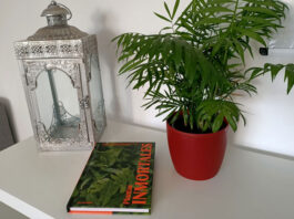 Plantas inmortales