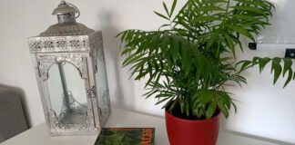Plantas inmortales