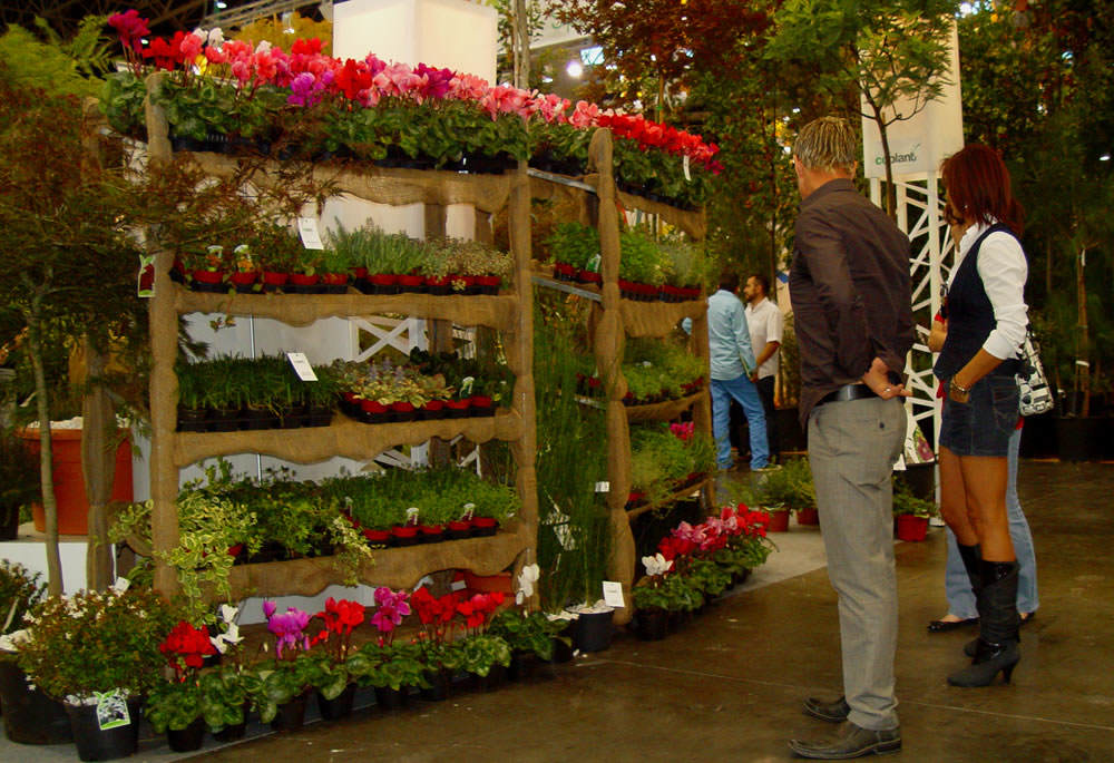 plantas maceta