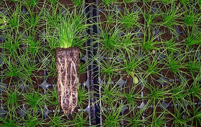 Plantas macrófitas en cultivo