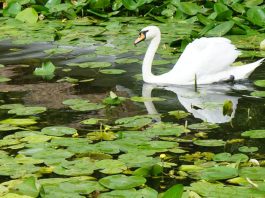 Plantas macrófitas en el lago