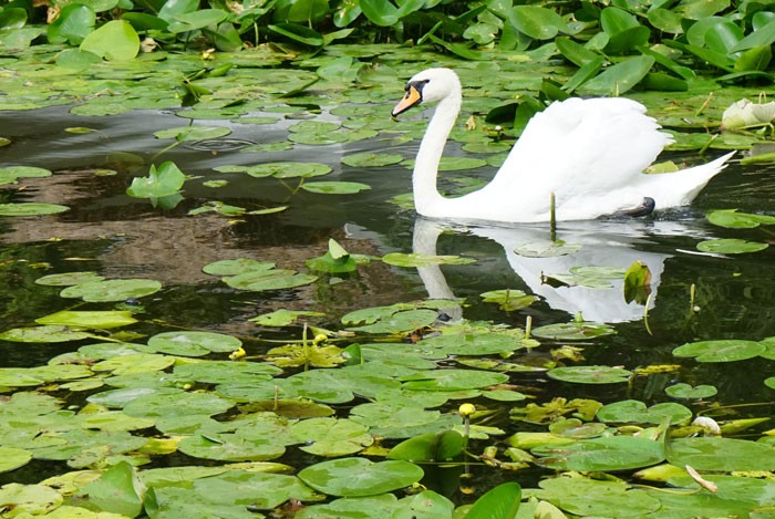 Plantas macrófitas en el lago